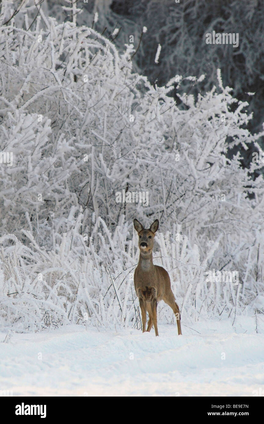 Roe Dee High Resolution Stock Photography and Images - Alamy