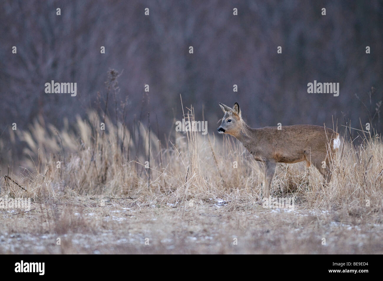 Rehwild hi-res stock photography and images - Alamy