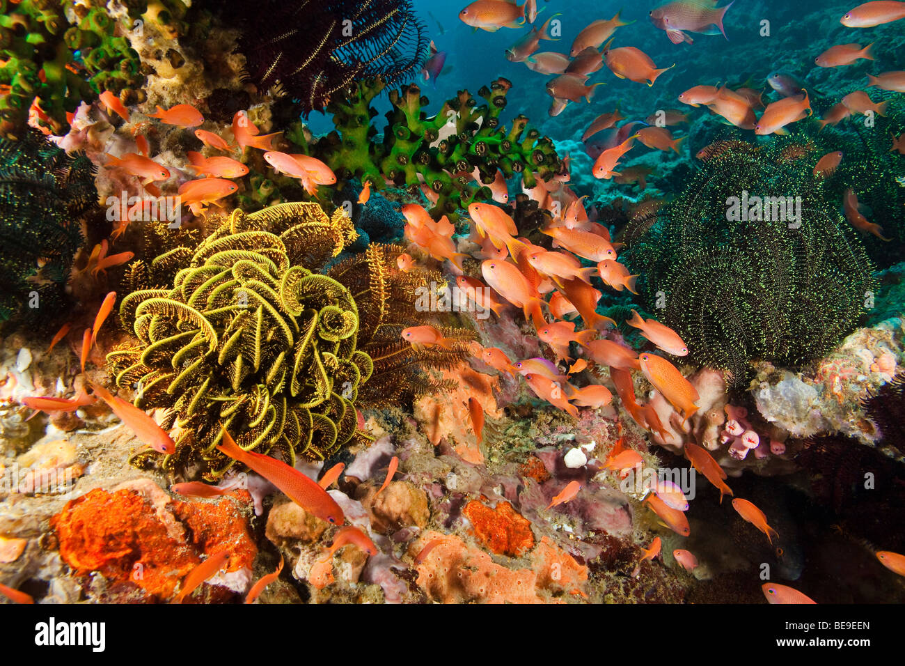 Schooling anthias and crinoids inhabit this dense reef scene, Philippines. Stock Photo