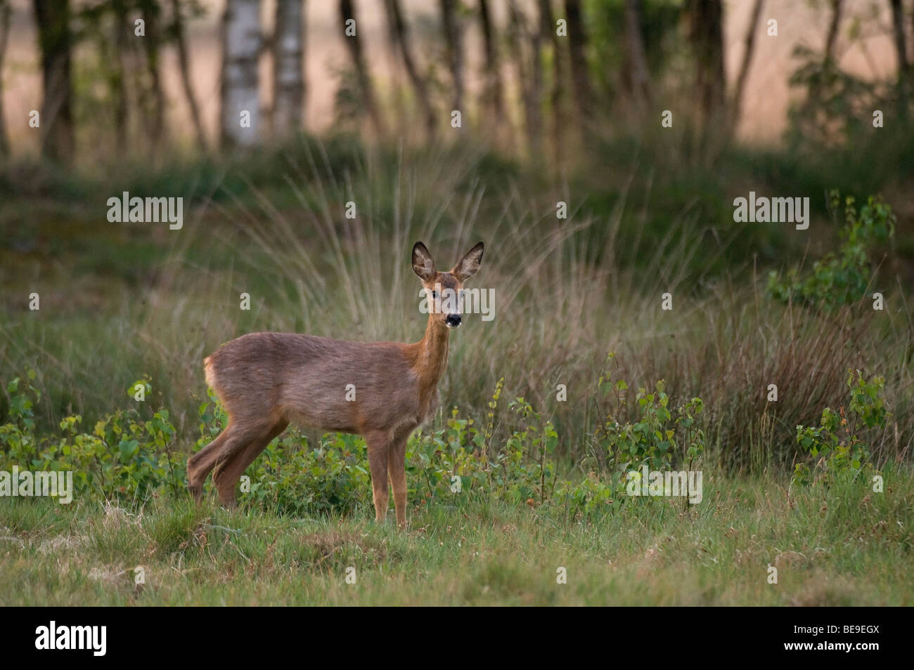 Landerijen hi-res stock photography and images - Alamy