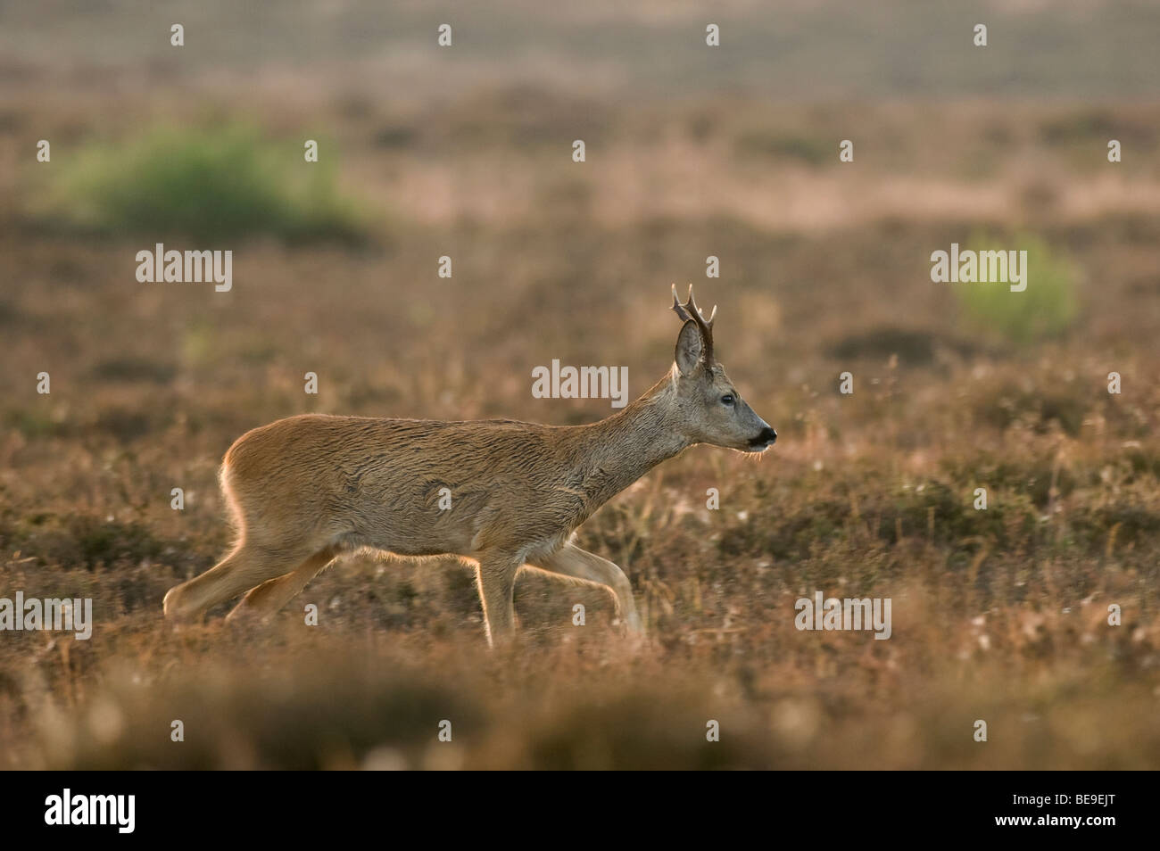 Landerijen hi-res stock photography and images - Alamy