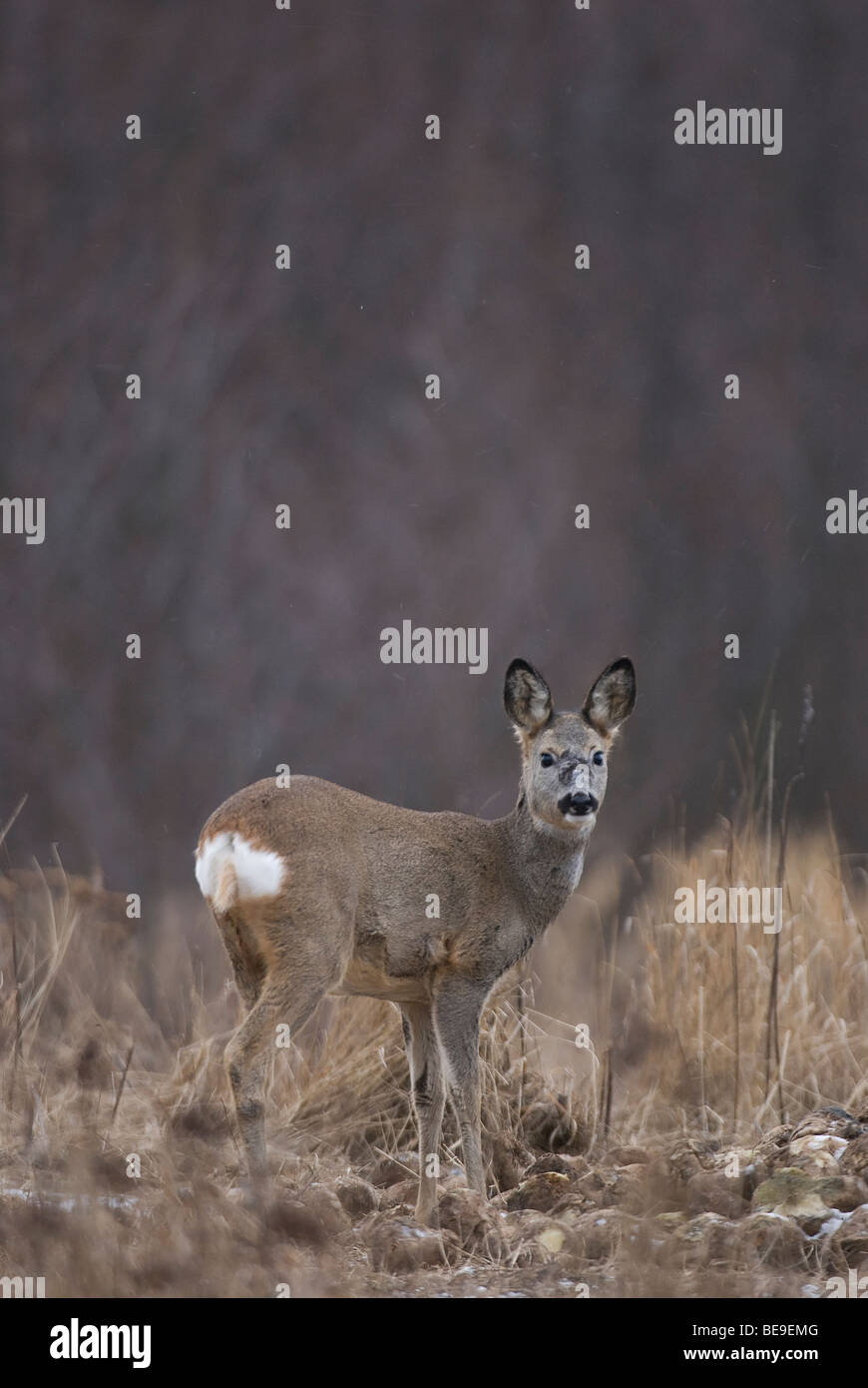 Landerijen hi-res stock photography and images - Alamy