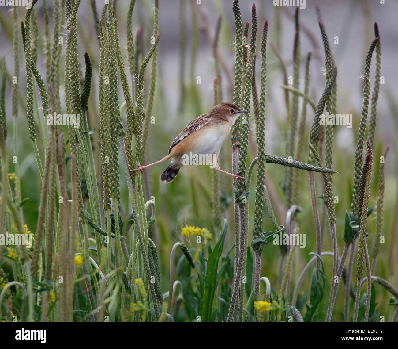 Front view of Zitting Cisticola with outspreaded legs between some grass-stems Stock Photo