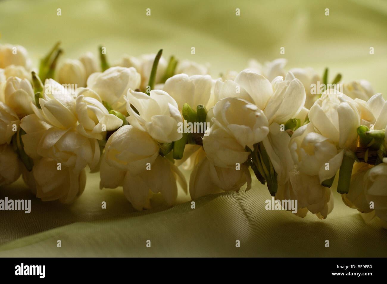 jasmine flower garland closeup Stock Photo Alamy