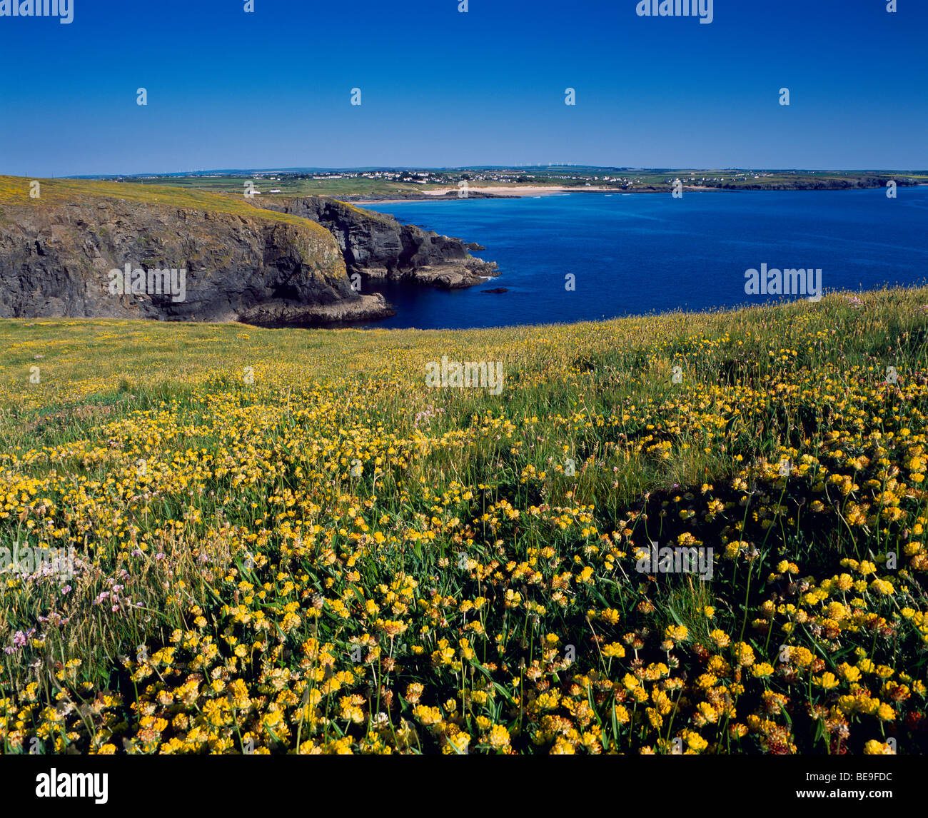 Kidney Vetch flowering on Dinas Head at Trevose Head, Cornwall, England ...