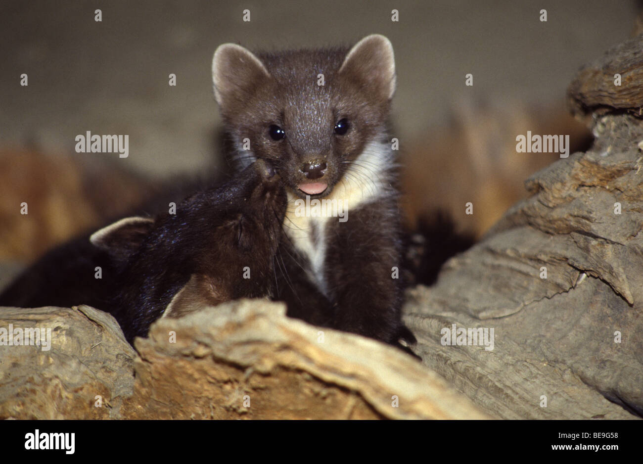 Baummarder, FÃ¤he und Jungtier zwischen das Holz.Pine Marten, Female and youngster Stock Photo