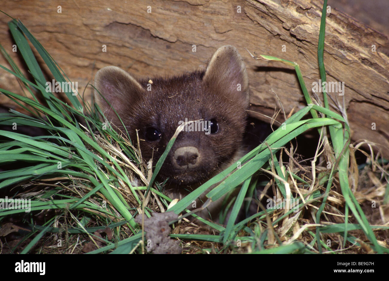 Baummarder,Jungtier zwischen das Holz und Gras.Pine Marten, youngster between wood and grass Stock Photo