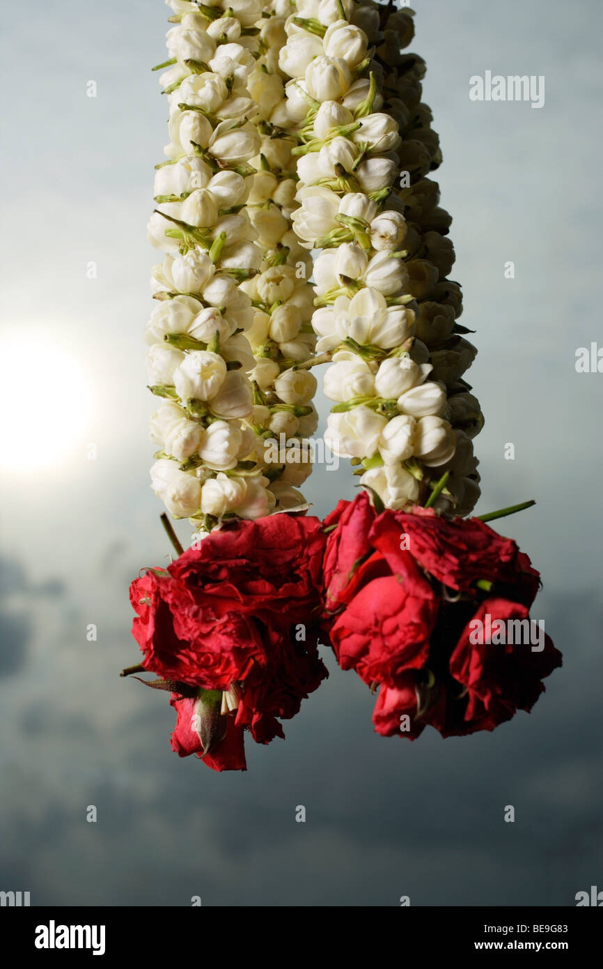 Hanging rose flower garlands Stock Photo Alamy
