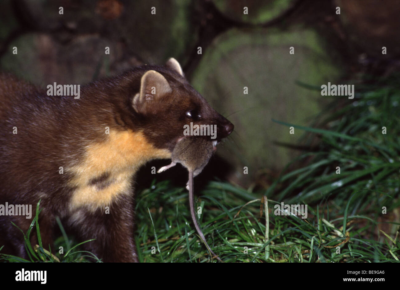 Boommarter met prooi, muis . Pine Marten with prey, mouse. Baummarter mit Nahrung, Maus. Stock Photo