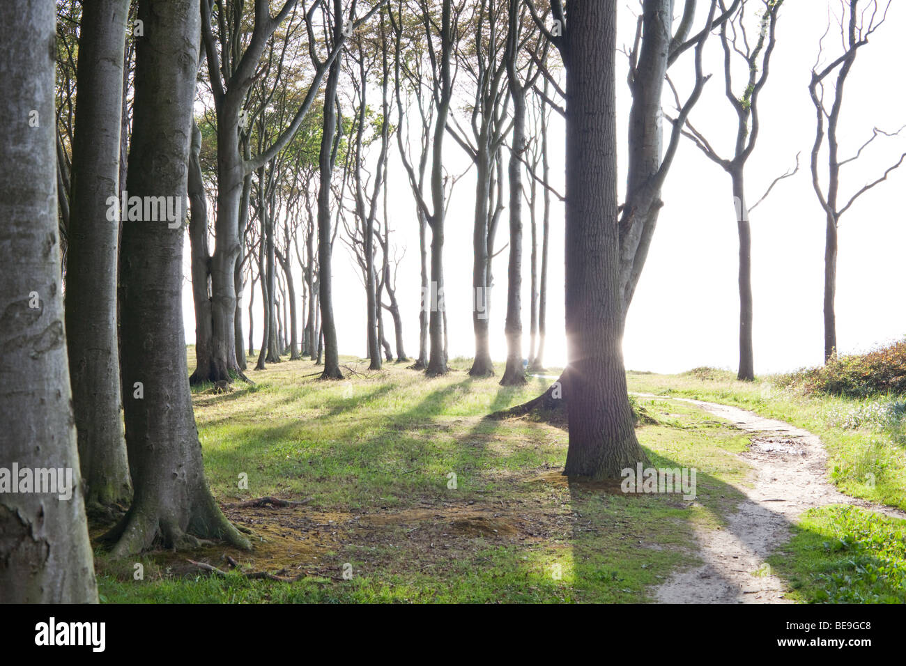 Inside the 'Ghost forest' of Nienhagen, Germany, on the coast of Baltic sea Stock Photo