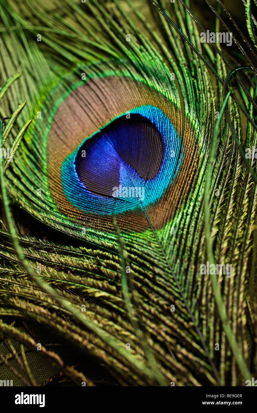 Close up of peacock feather Stock Photo