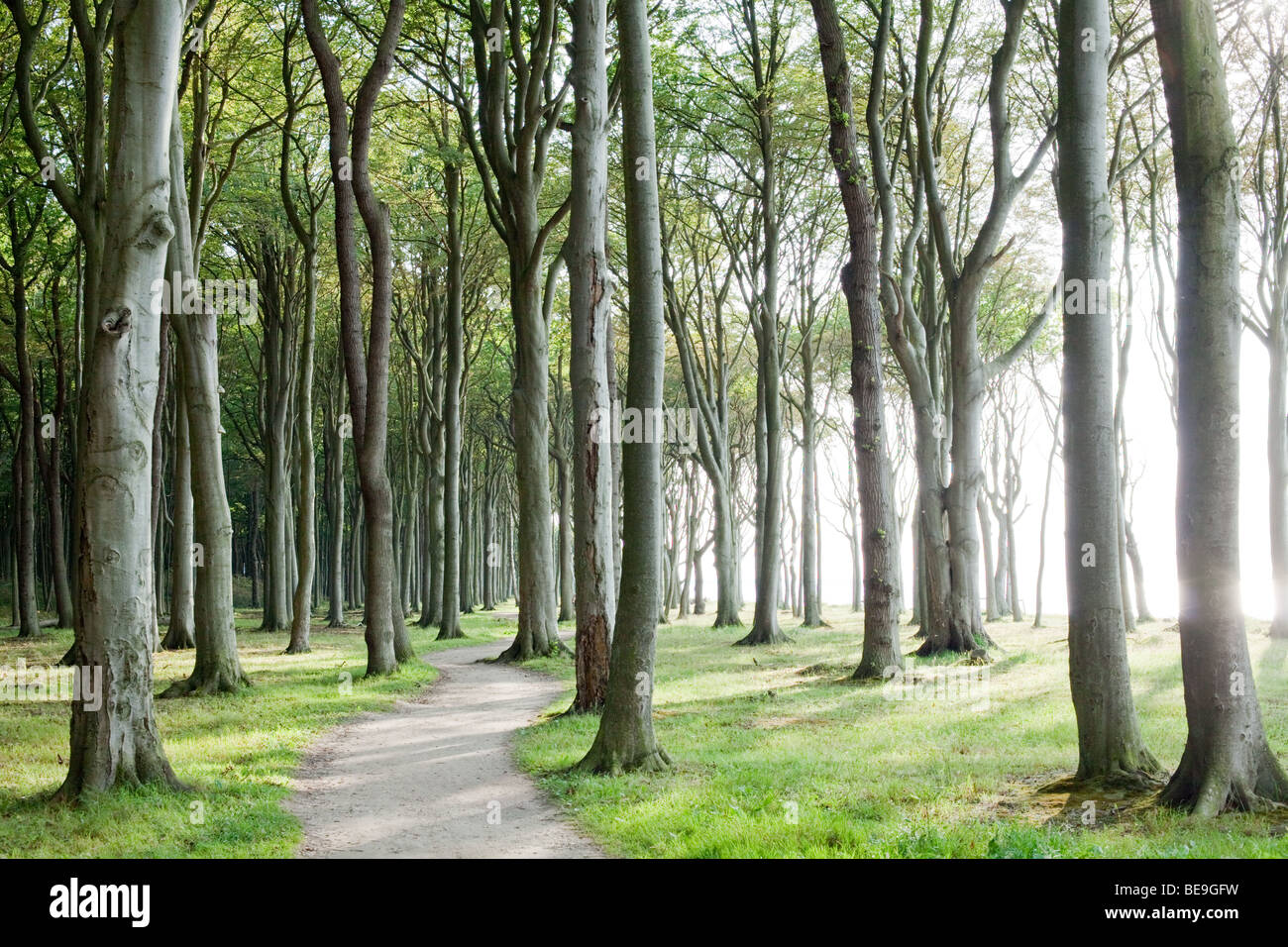 Inside the 'Ghost forest' of Nienhagen, Germany, on the coast of Baltic sea Stock Photo