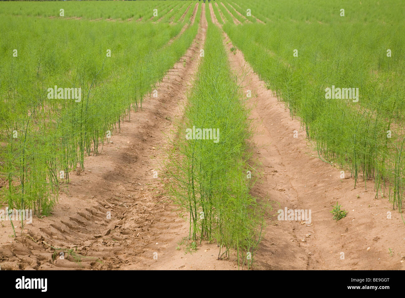 Asparagus Plants Stock Photos & Asparagus Plants Stock Images Alamy
