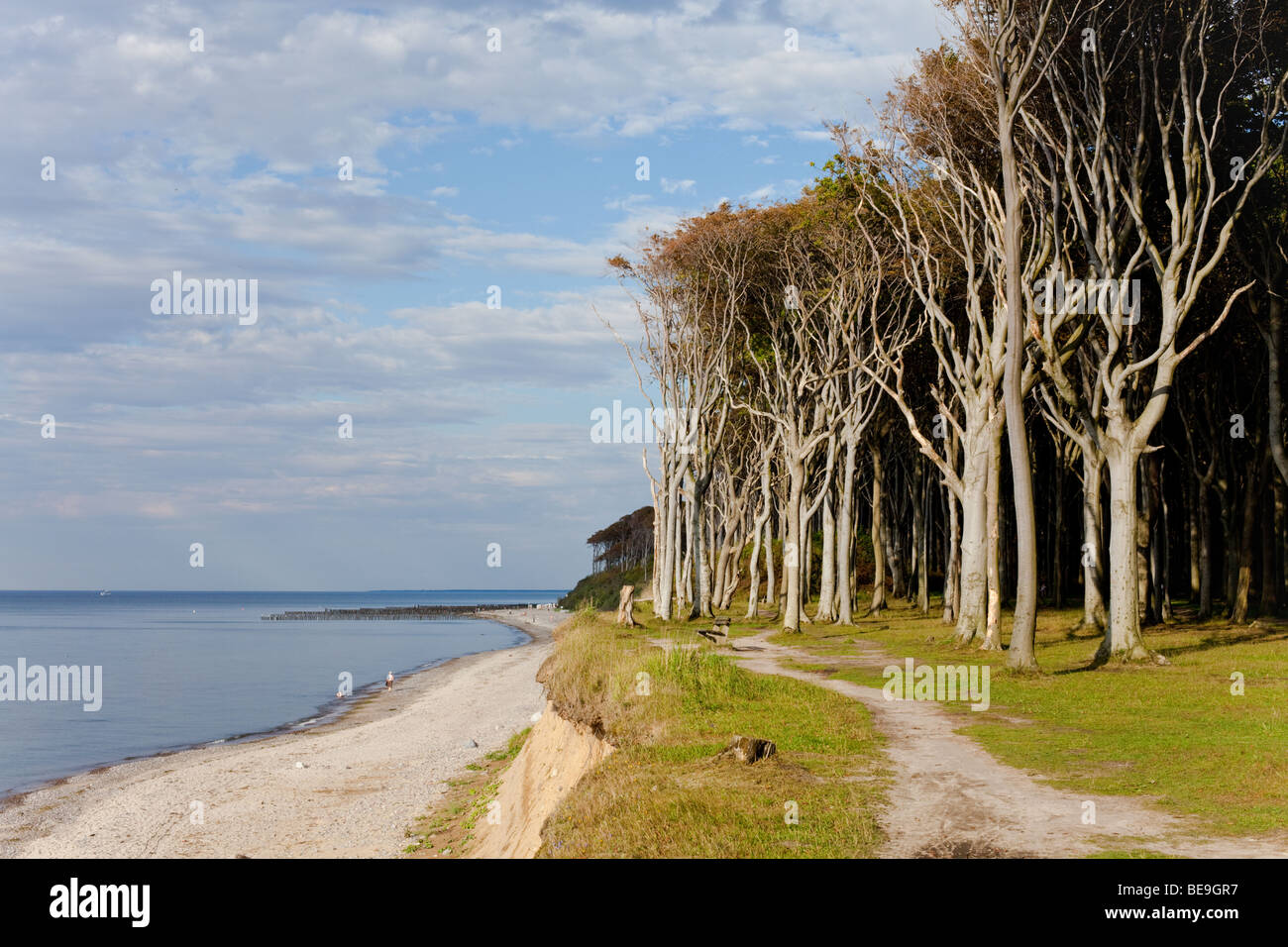 The 'Ghost forest' of Nienhagen, Germany, on the coast of Baltic sea Stock Photo