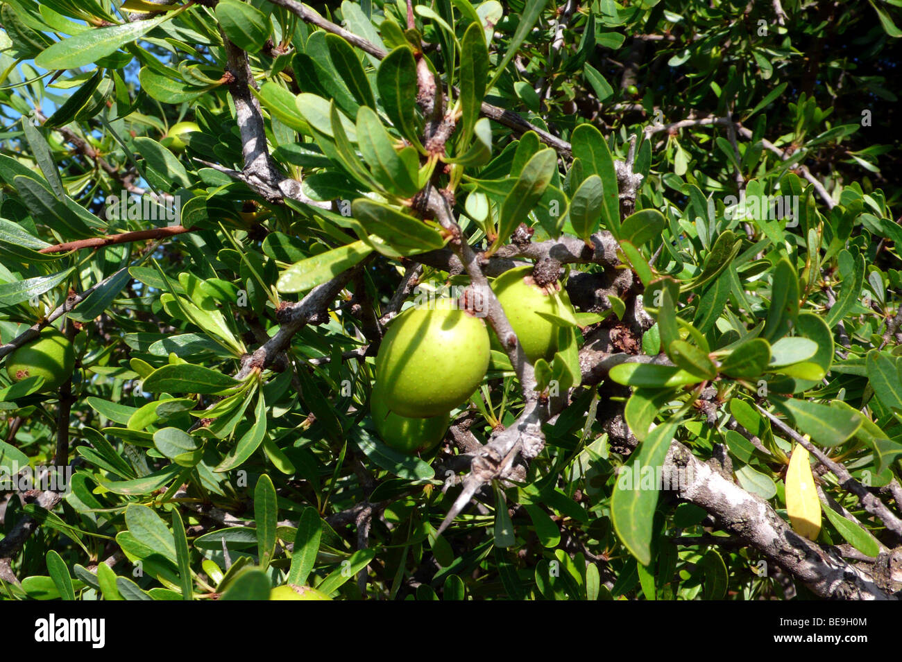 Morocco : Argan Stock Photo - Alamy
