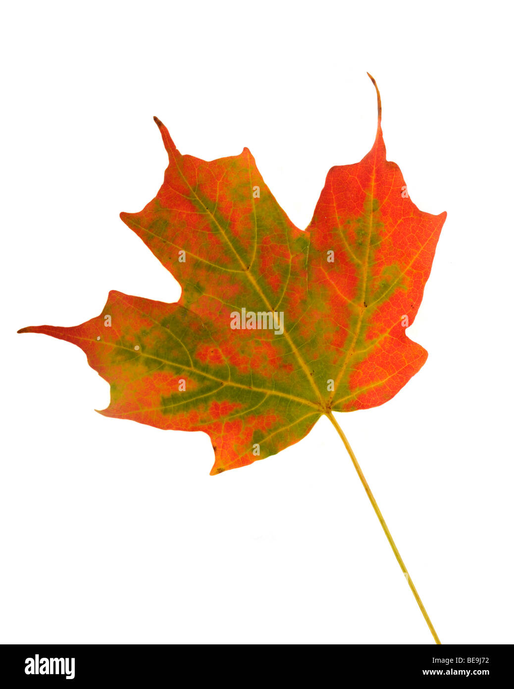 Maple leaf closeup Stock Photo