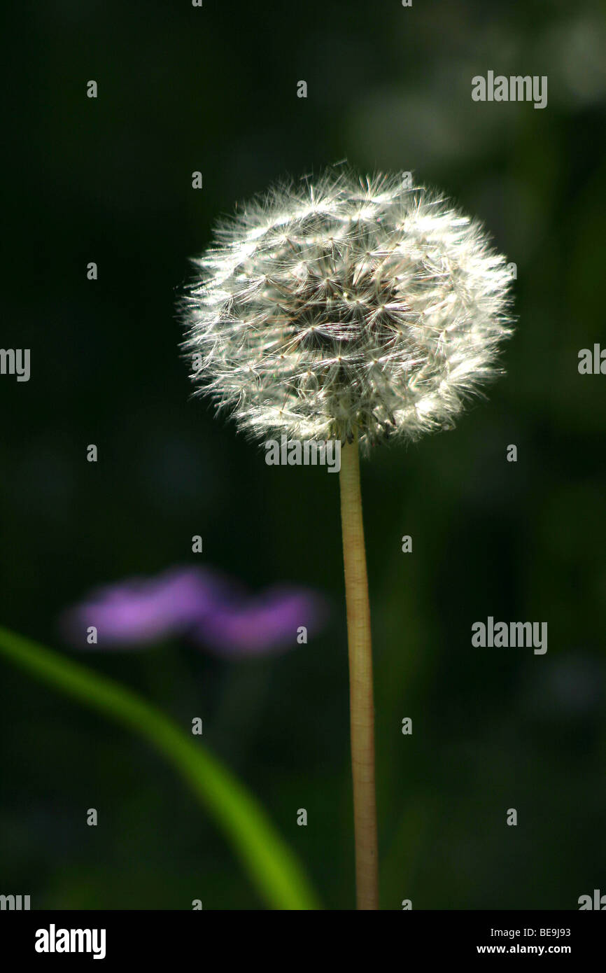 Portrait of a dandelion flower hi-res stock photography and images - Alamy