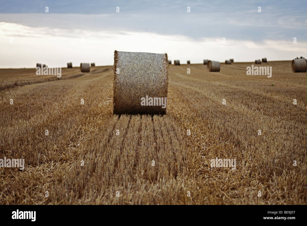 Hay bales on a harvested field on an early summer morning Stock Photo ...