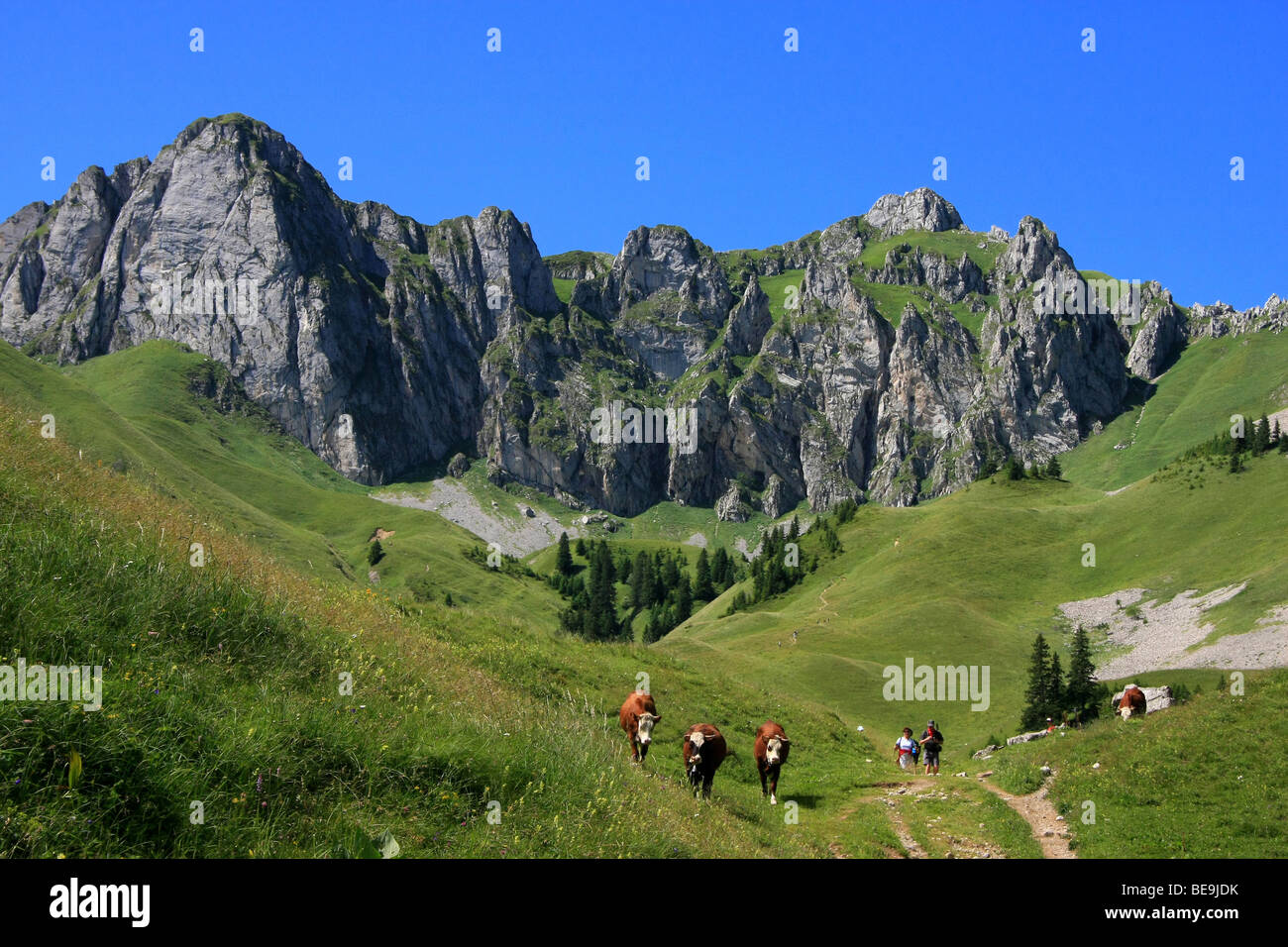 Haute-Savoie department (Upper Savoy) (74) : The high mountain pastures of Bise Stock Photo