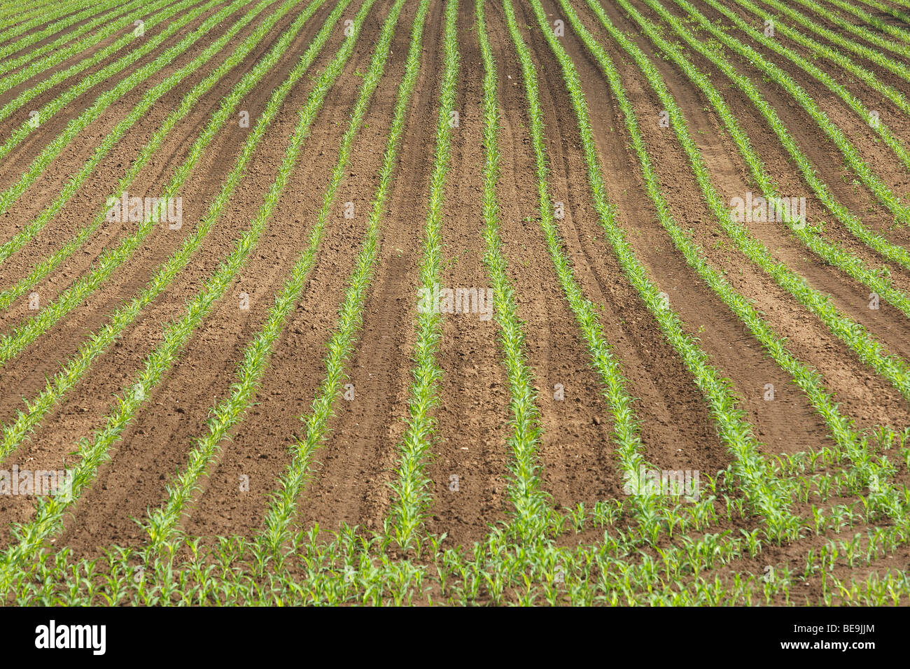Mais akker hi-res stock photography and images - Alamy