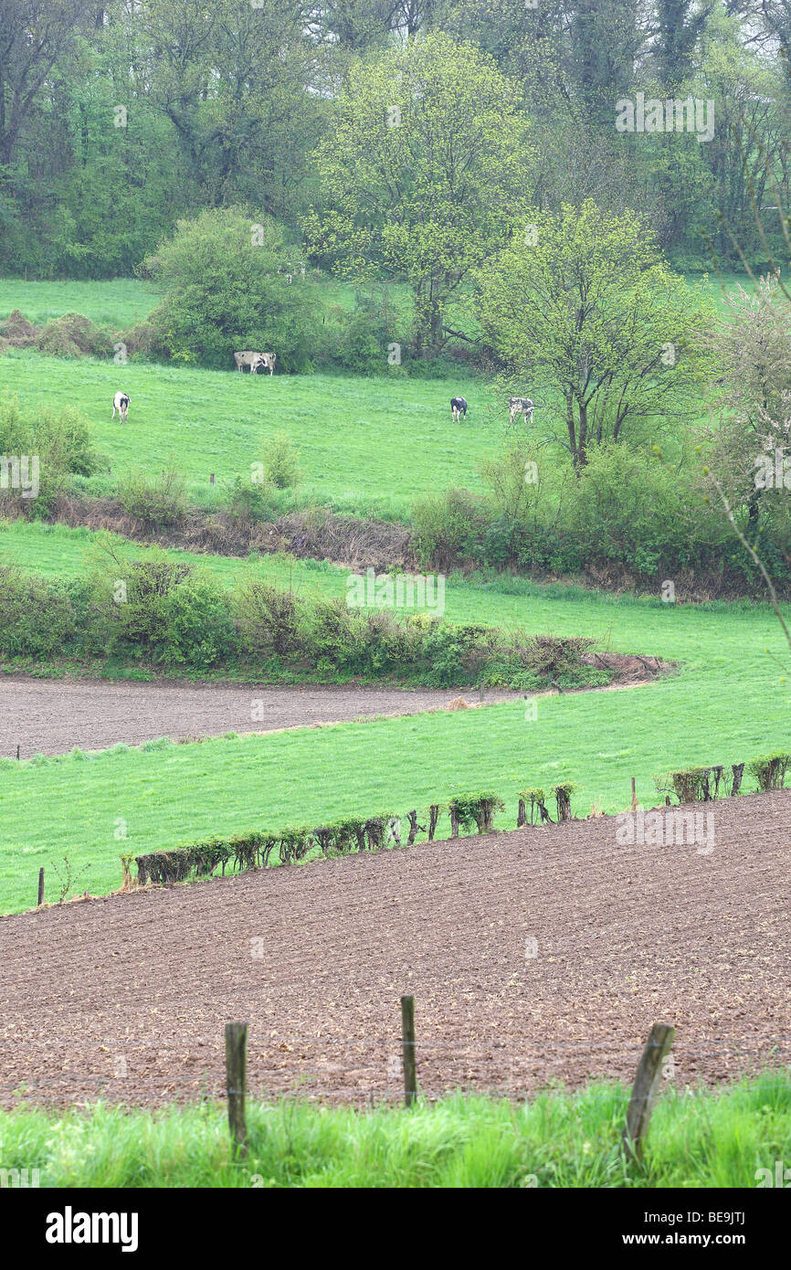 Bocagelandschap met hagen en bomen, Voeren, Belgi Bocage landscape with
