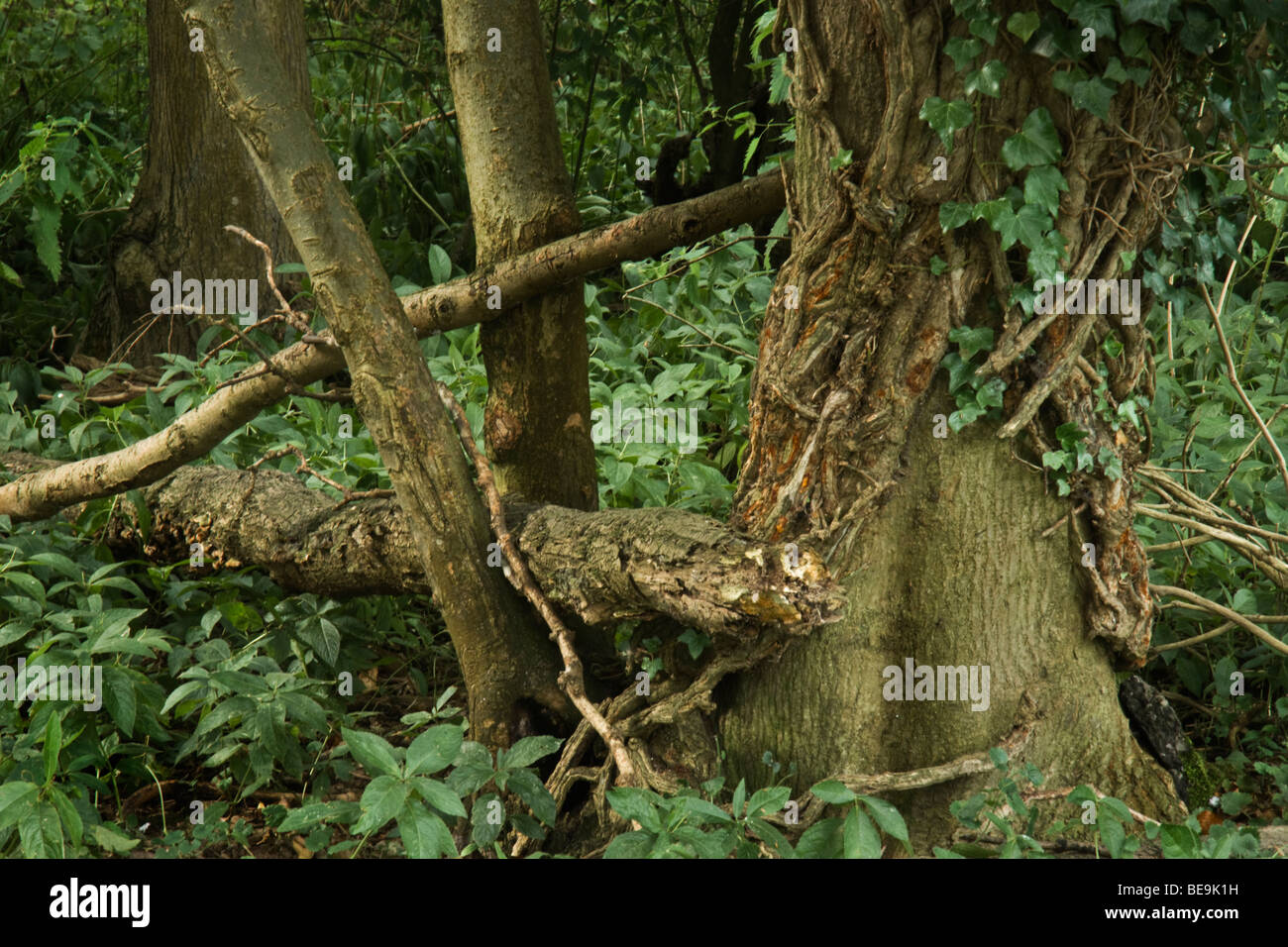 Tangled trees in woodland at Bromsberrow, Herefordshire Stock Photo