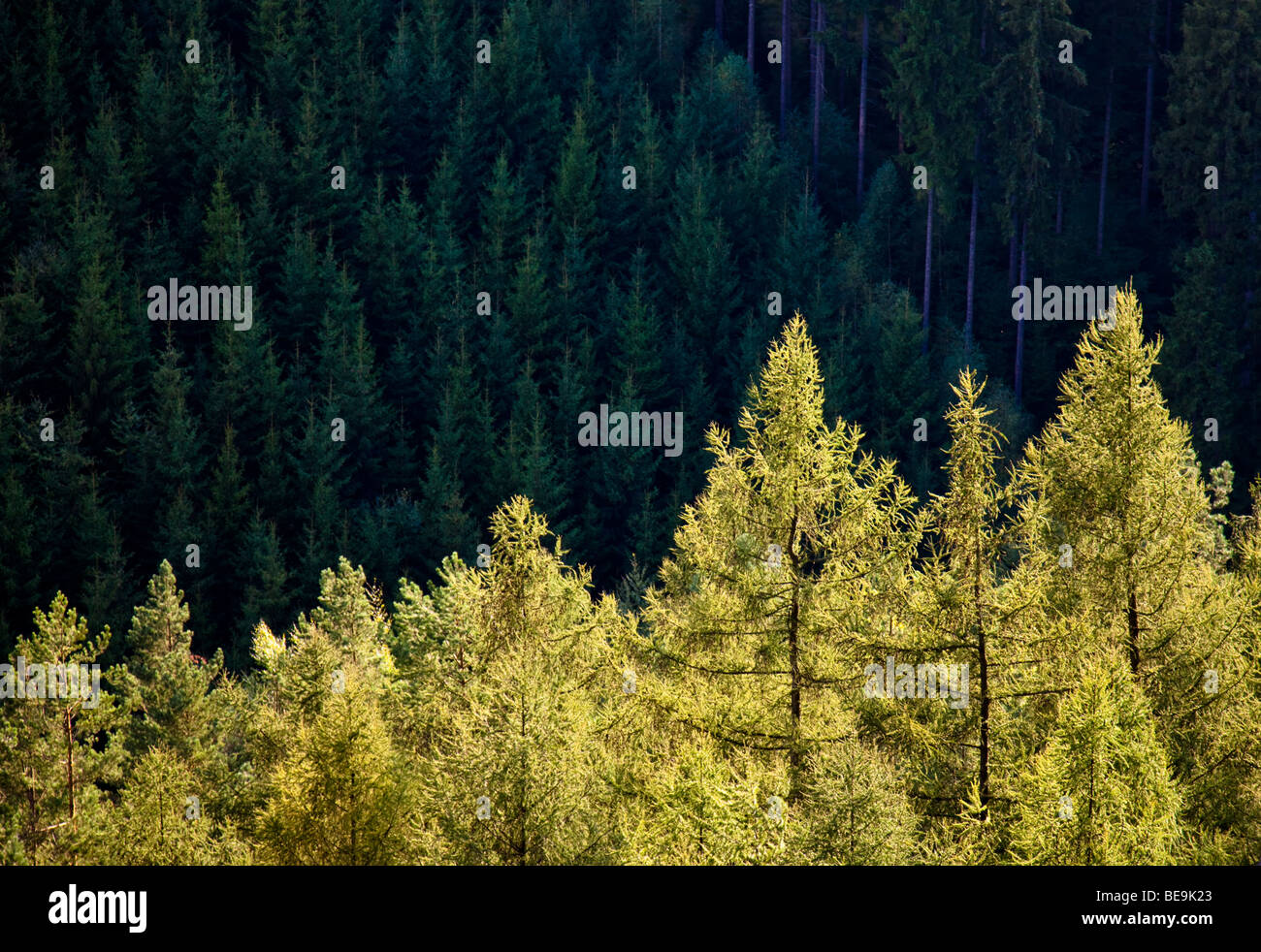 Forest of larch trees in National Park Sächsische Schweiz in Saxony, Germany Stock Photo
