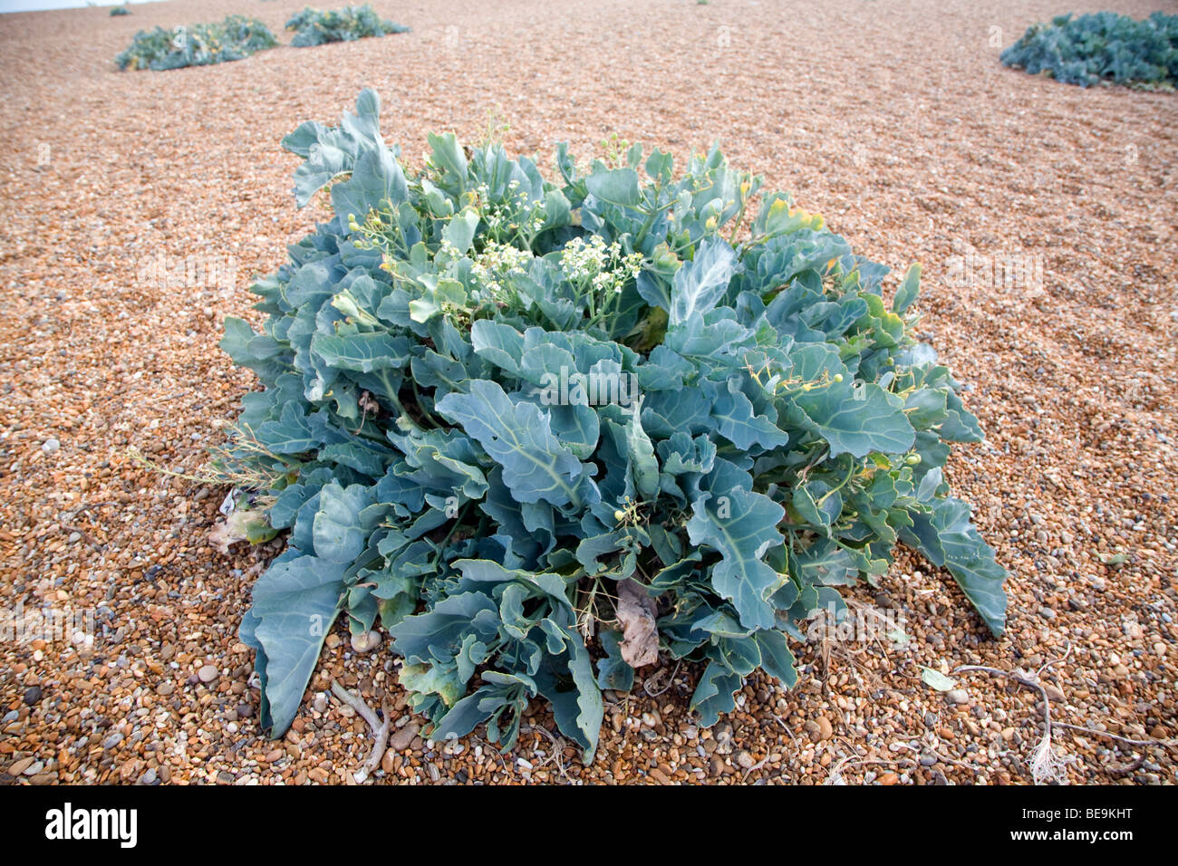 Crambe Maritima Sea Kale Plants Shingle Beach Stock Photo Alamy crambe-maritima-sea-kale-plants-shingle-beach-stock-photo-alamy