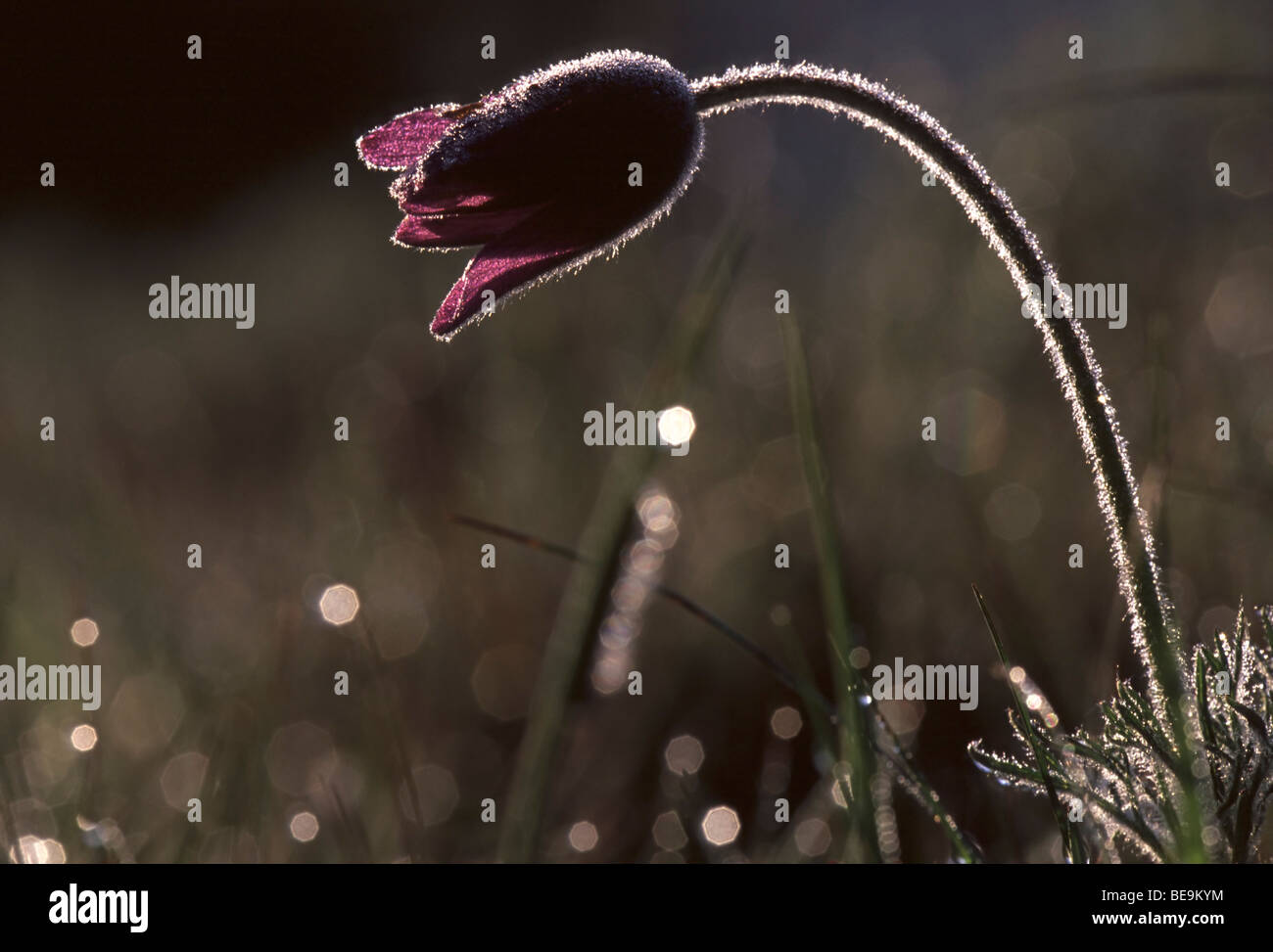 Wildemanskruid (Pulsatilla vulgaris) in morgenlicht, Frankrijk Pasqueflower (Pulsatilla vulgaris) in morninglight, France Stock Photo