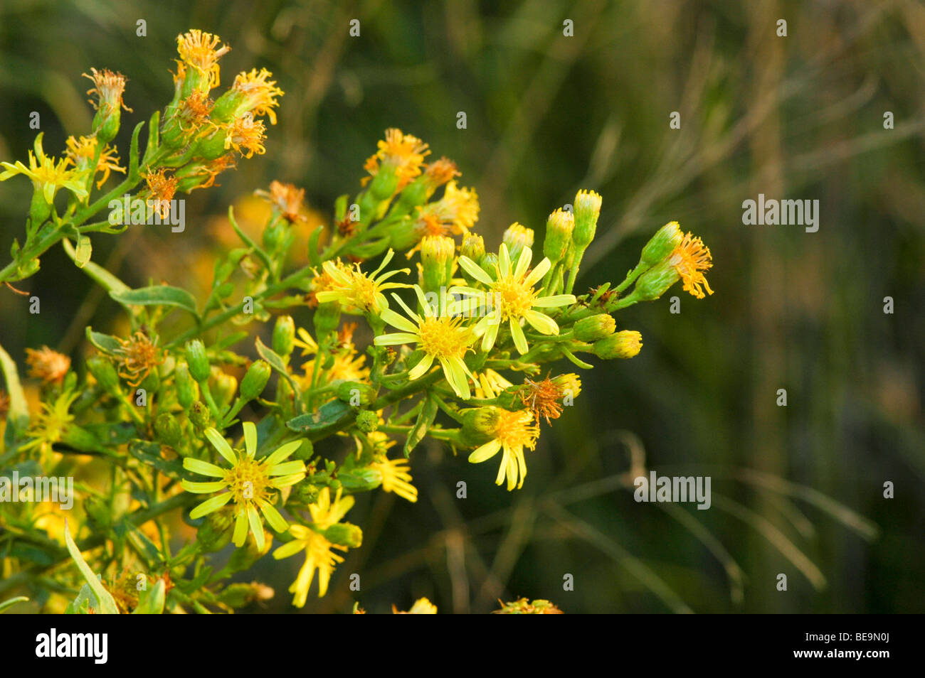 Israel, Golden samphire (Inula crithmoides) Stock Photo