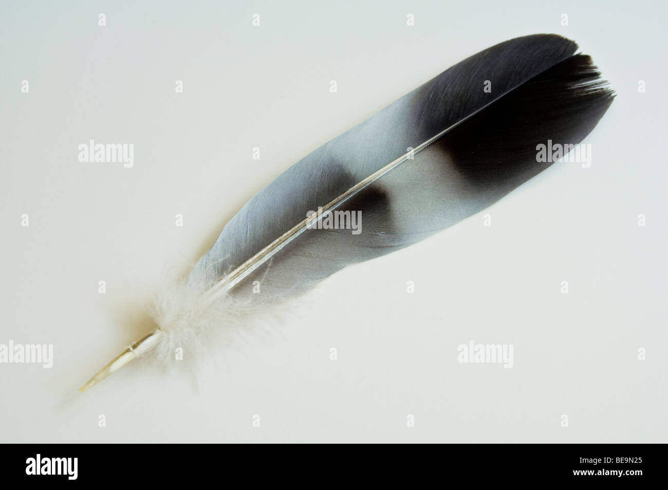 A Black and White Feather, on a soft grey background. Stock Photo
