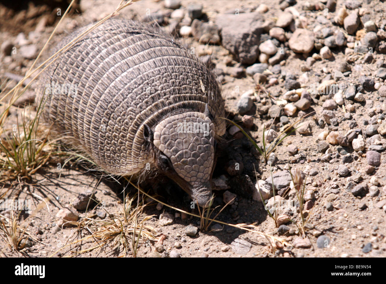 Patagonia (Argentina) : Armadillo Stock Photo - Alamy
