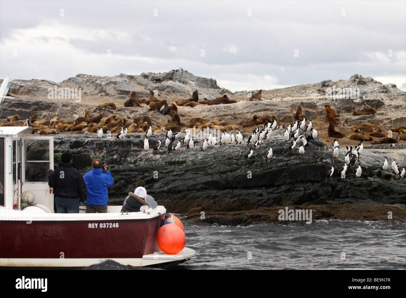 Patagonia (Argentina) : Sea lions and birds Stock Photo