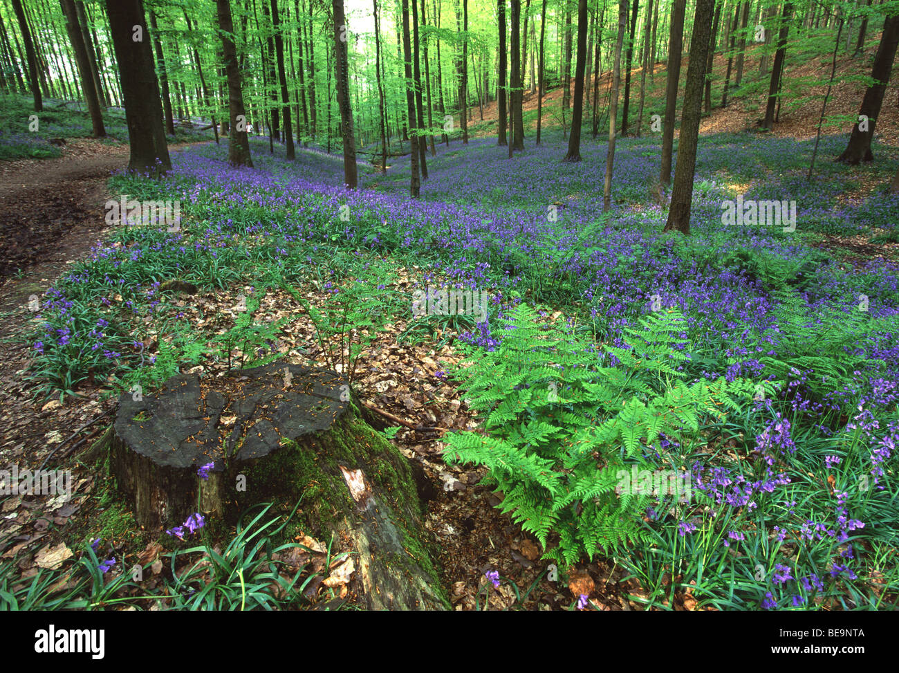 Bluebells (Endymion nonscriptus) and broad buckler fern (Dryopteris dilatata) in beech forest. Stock Photo