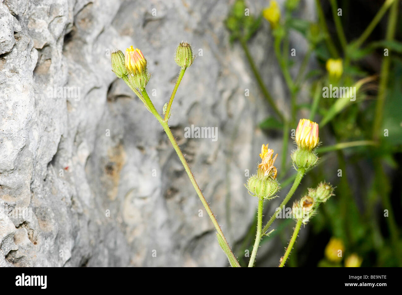 Israel, Prickly cupped Goat's Beard (Urospermum picroides) Stock Photo