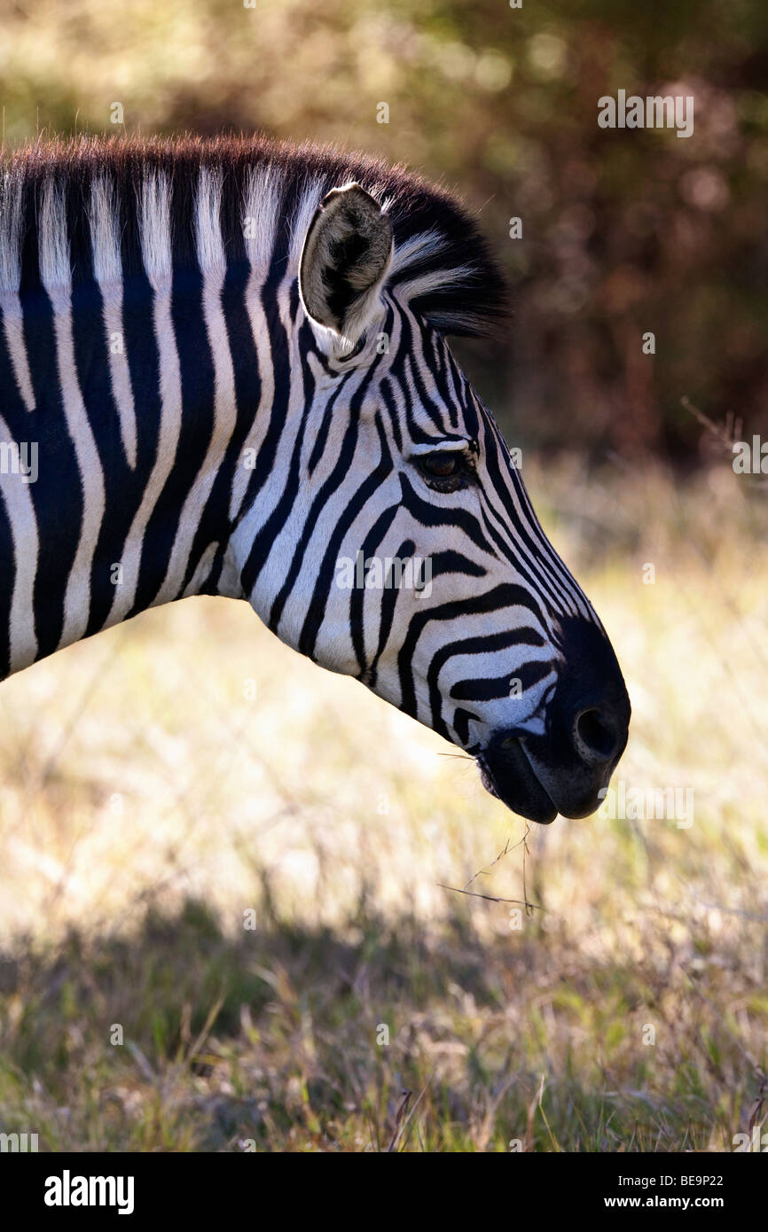 Zebra (Equus quagga) in the Savuti Region of Botswana Stock Photo
