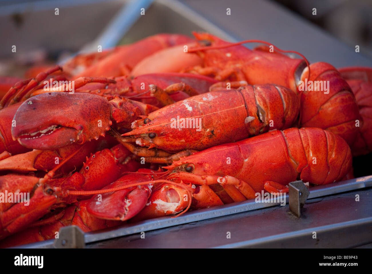 Lobster at the Feast of San Gennaro Festival in Little Italy in New York City Stock Photo