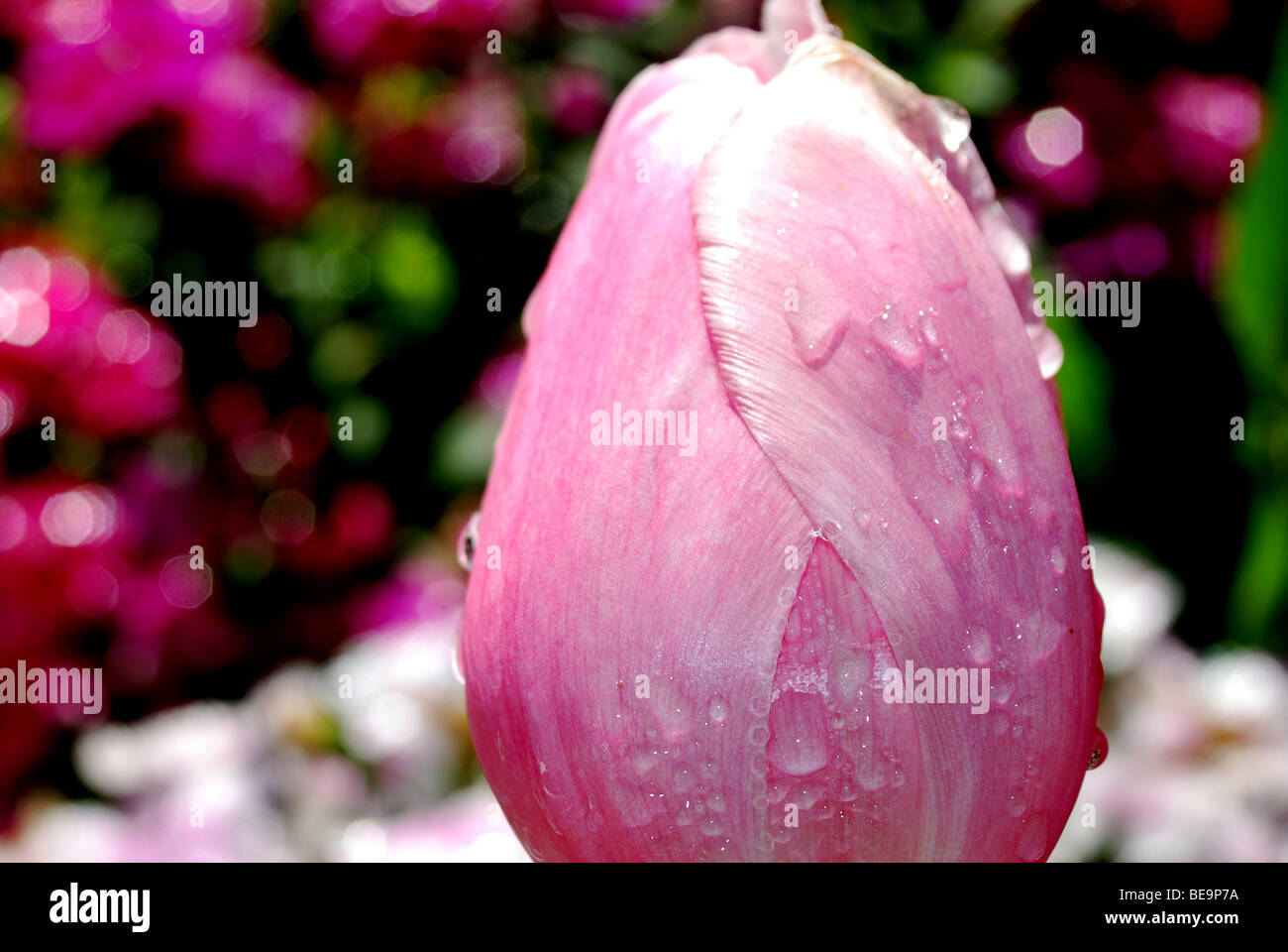 Close up of a closed pink tulip with water droplets Stock Photo