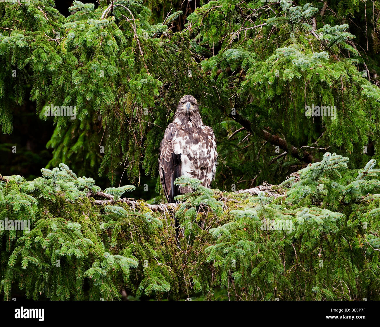 'An immature Bald Eagle watches over the fishing grounds.' Stock Photo