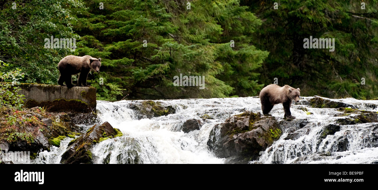 'Two Alaskan Coastal brown bear cubs watch for pink salmon on Pavlov Creek in Alaska.' Stock Photo