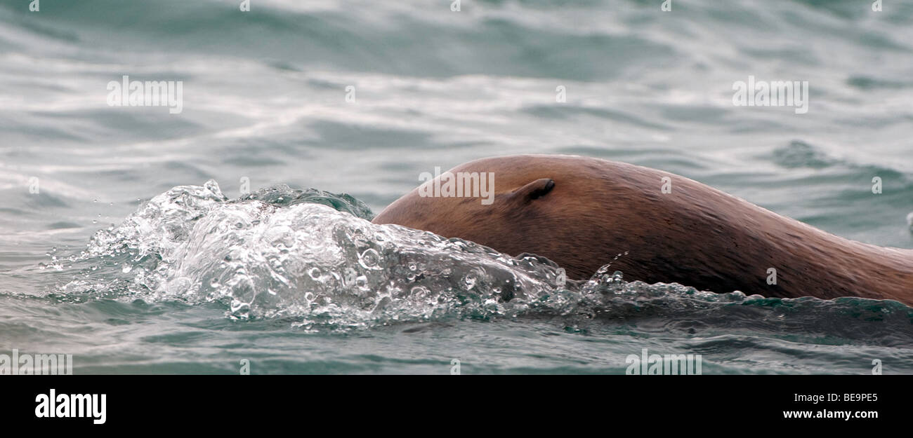 'A Steller sea lion starts a dive in search of food.' Stock Photo