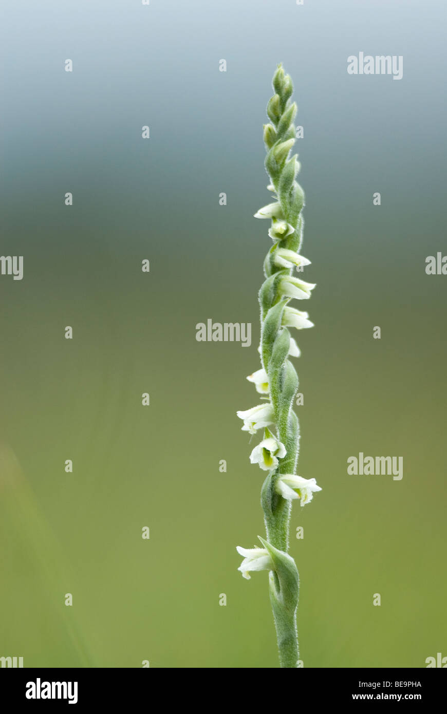 Autumn Lady's-tresses; Herfstschroeforchis; Stock Photo