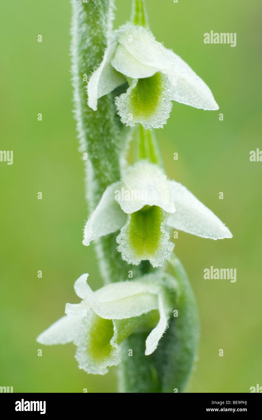 Autumn Lady's-tresses; Herfstschroeforchis; Stock Photo