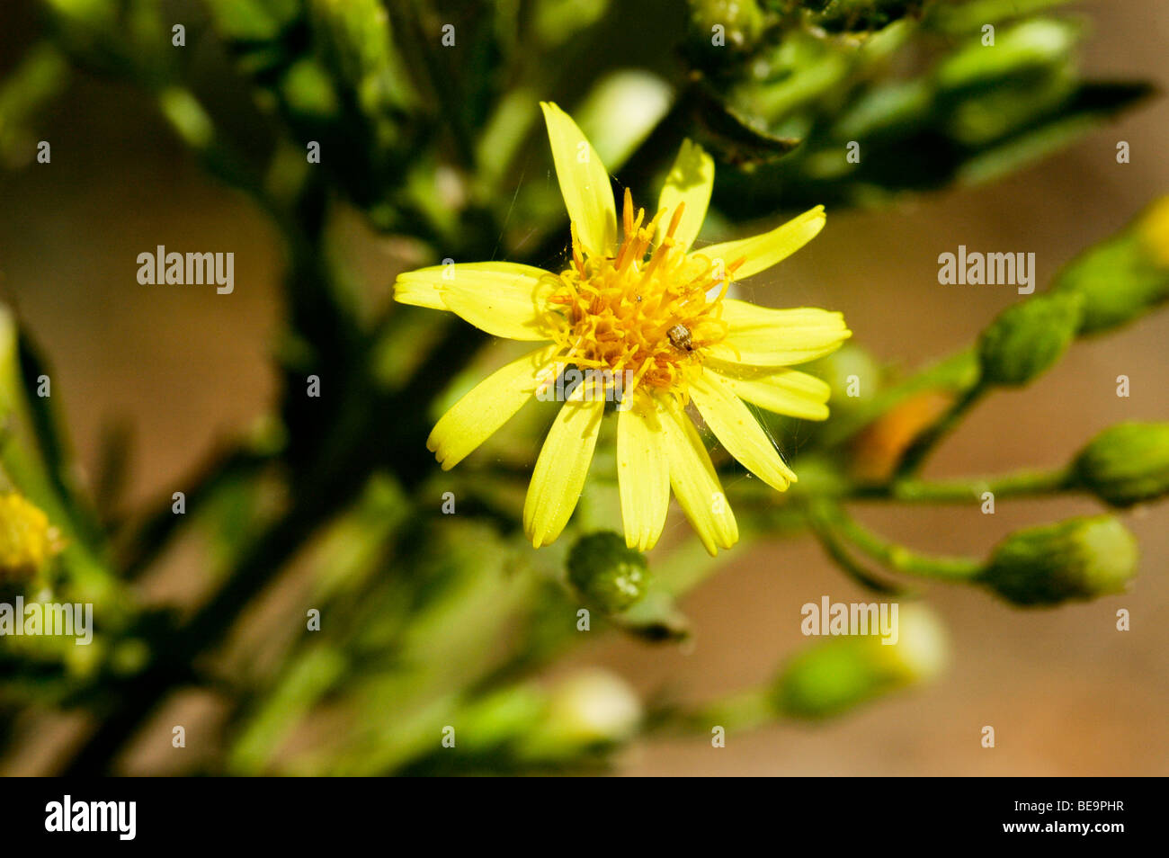 Israel, Golden samphire (Inula crithmoides) Stock Photo