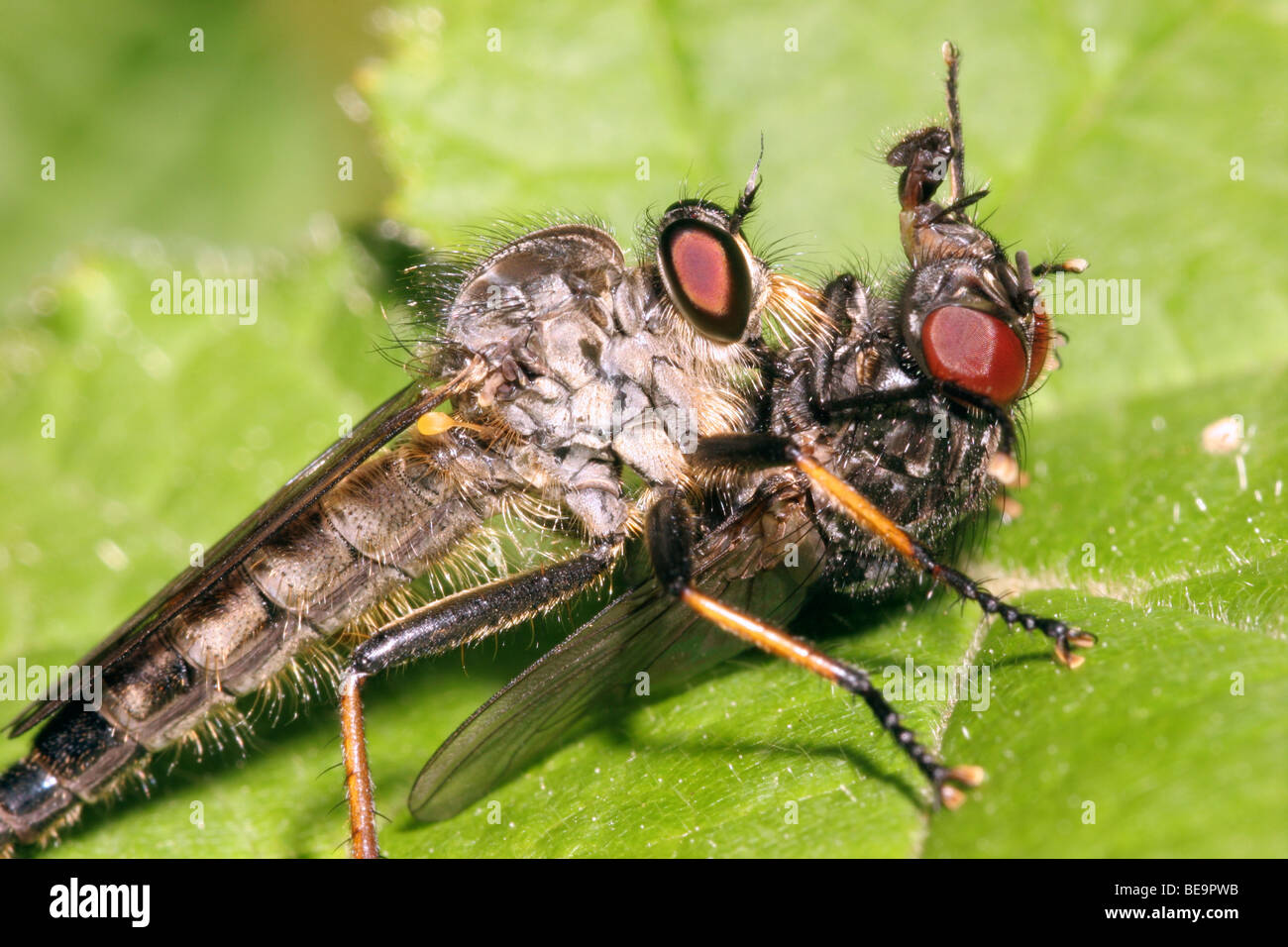 Common awl robber fly (Neoitamus cyanurus Asilidae) feeding on a large fly in woodland, UK