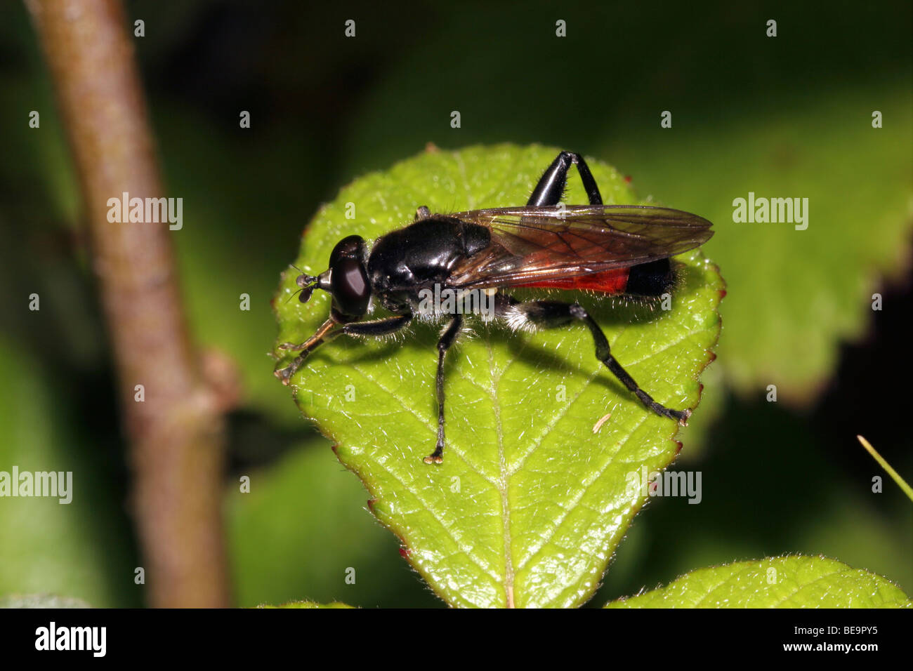 Blood-belted woodsman hover fly (Brachypalpoides lenta : Syrphidae) in woodland, UK. Stock Photo