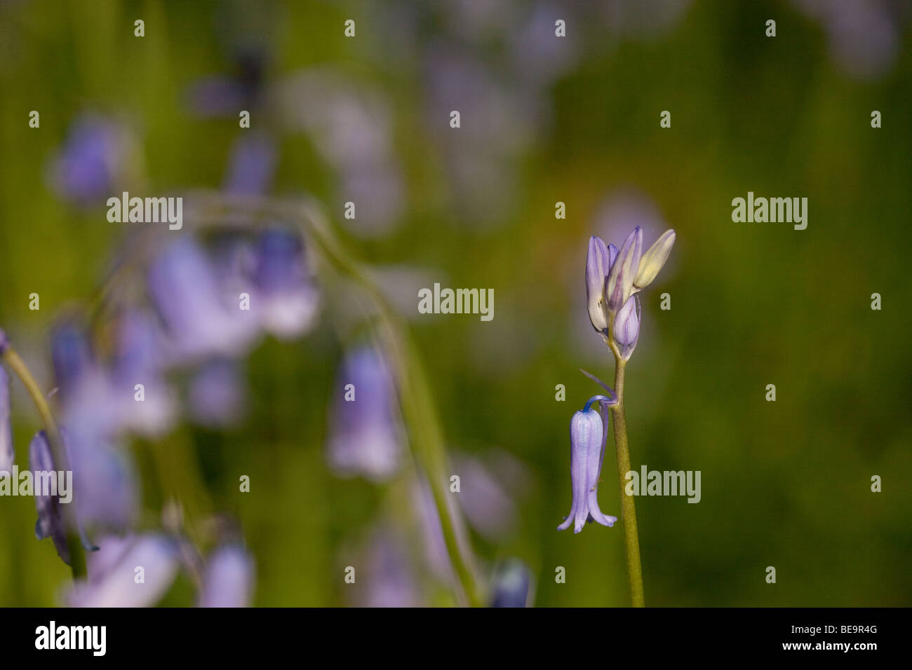 Bluebells in Sussex woodland Stock Photo