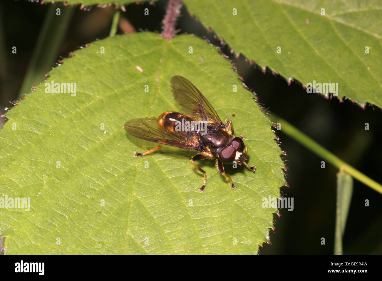 Hoverfly (Xylota sylvarum : Syrphidae) in woodland, UK. Stock Photo