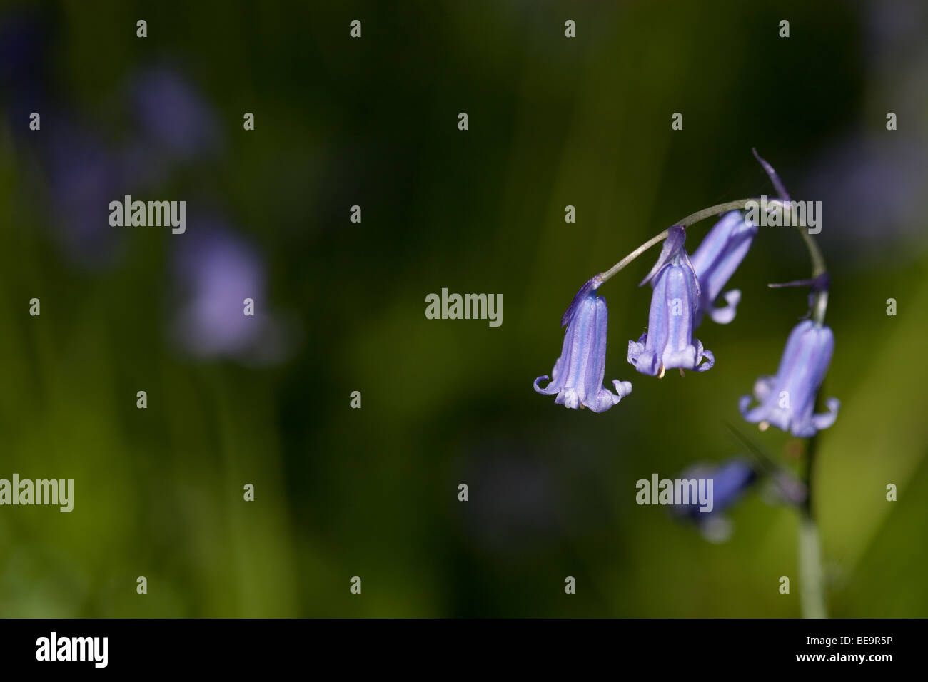 Bluebells in Sussex woodland Stock Photo