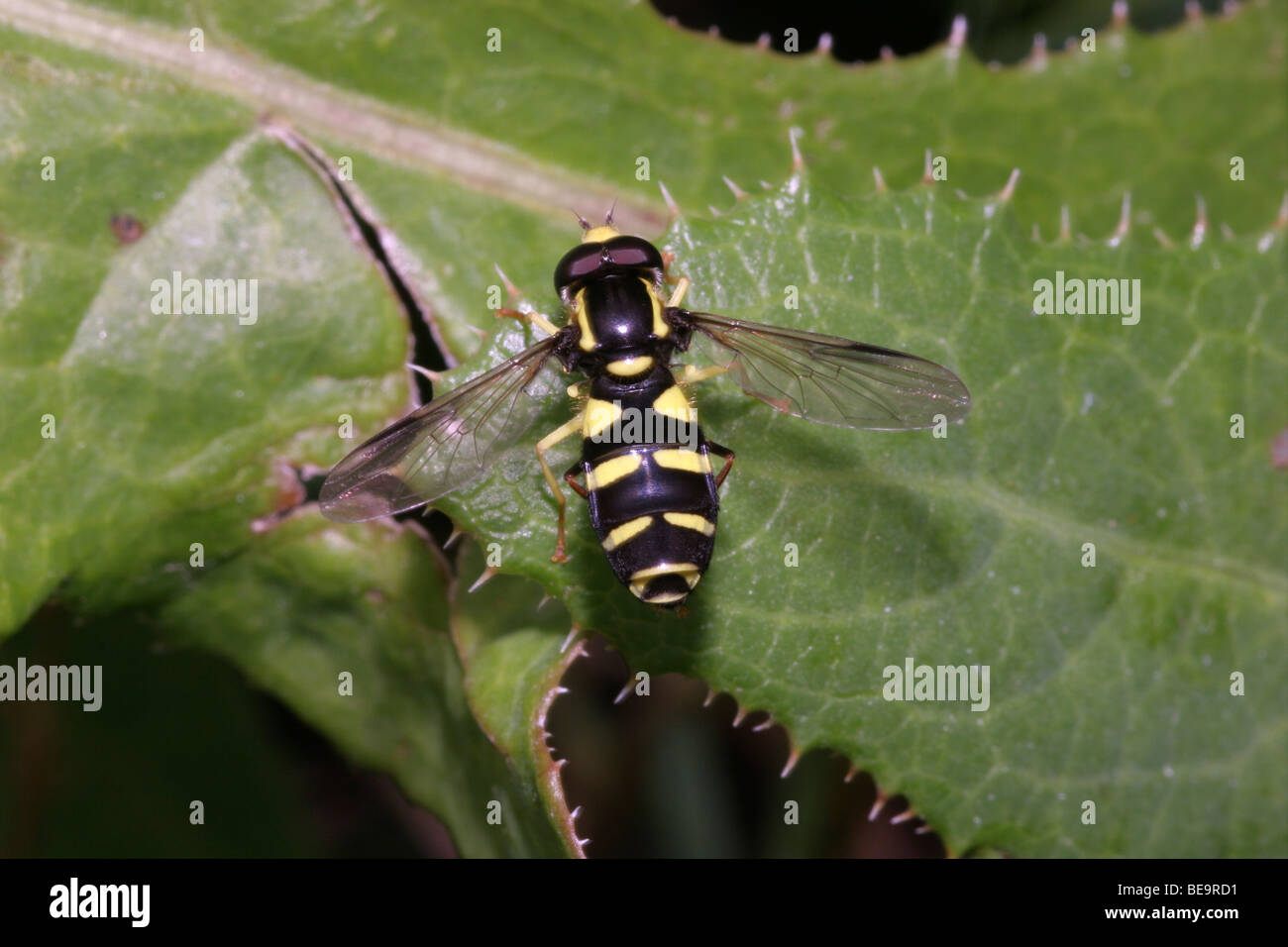 Flamboyant false icon hover fly (Xanthogramma pedissequum : Syrphidae) male, UK. Stock Photo